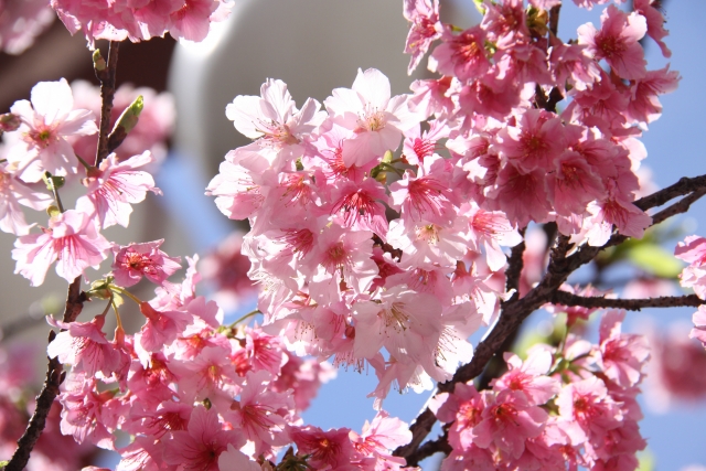 昭和天皇ゆかりの桜、台湾から日本へ「里帰り」｜新日度はますます！